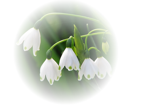 http://www.aronciny.estranky.cz/img/picture/306/U3-konvalinky.png